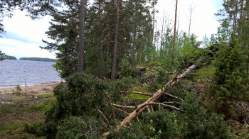 Kylniemen Munkinrannassa (18.6.) kaatui kookas puu juurineen tontille, lhell rakennuksia. Luontoa ja sen voimaa kannattaa kunnioittaa.